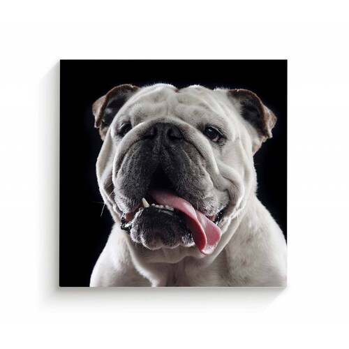 Cuadro Decorativo Canvas Retrato Bulldog inglés 70x70