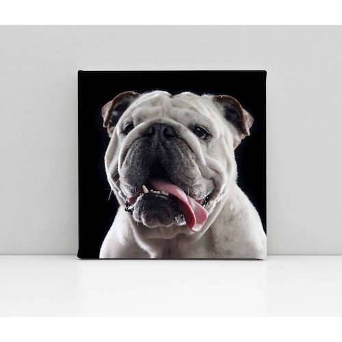 Cuadro Decorativo Canvas Retrato Bulldog inglés 70x70
