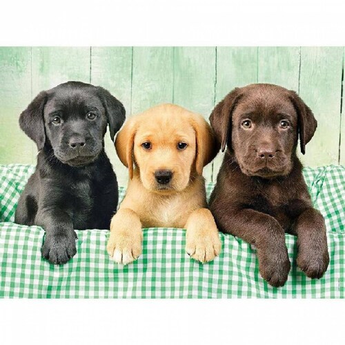 Rompecabezas 1000 Pzas, Cachorros Labrador, Clementoni 