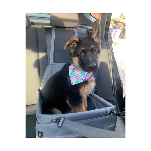 Pet car carrier