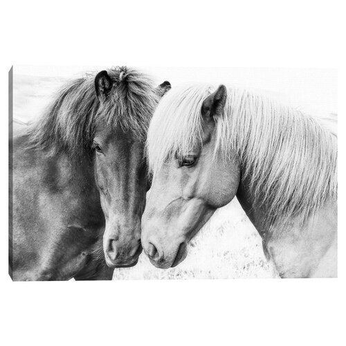 Cuadros Decorativos - Amor por los caballos