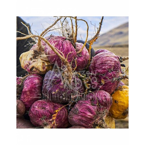 Kit Macá Roja Orgánica en Cápsulas (original de Perú) 2 Unidades