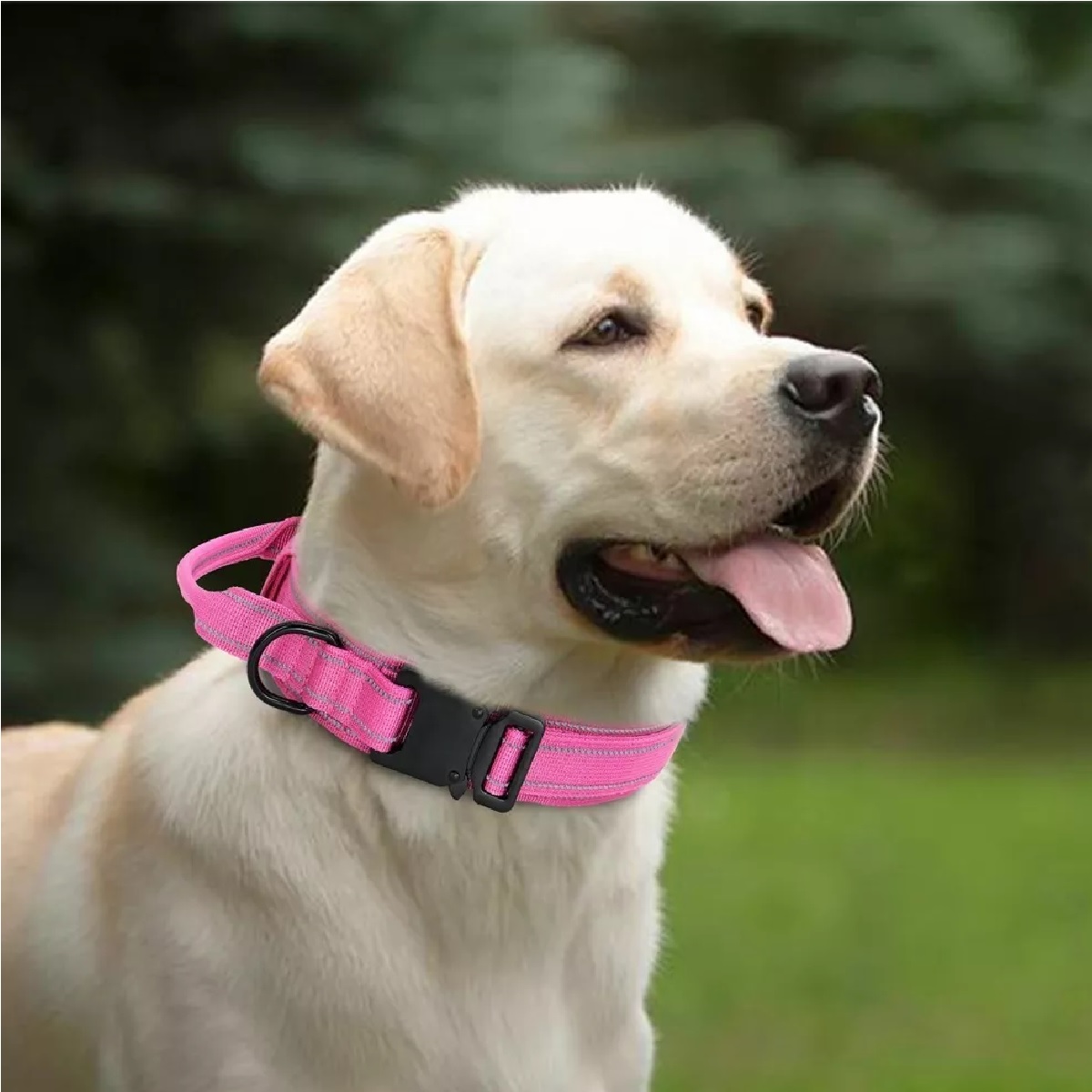 Collar Táctico Para Perro Con Hebilla Metal Super Resistente Rosa M.