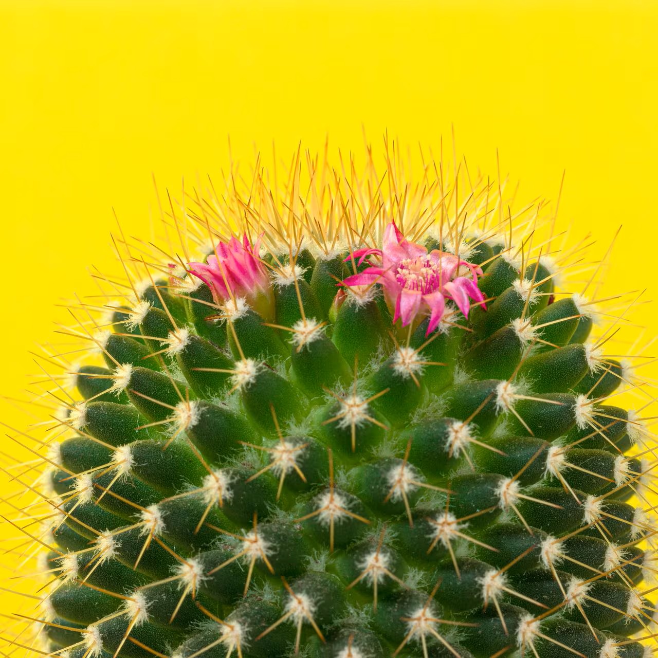 Esencia Ambiental Cactus Sheló Varitas 80ml