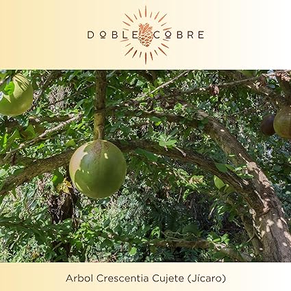DOBLE COBRE | 3 Botellas de 250 ML | Mezcal Premium | Joven 100% Agave Cenizo DURANGENSIS | 40% Grados de Alcohol | PACK Con Regalo de 2 Jicaras Para Beber Mezcal.