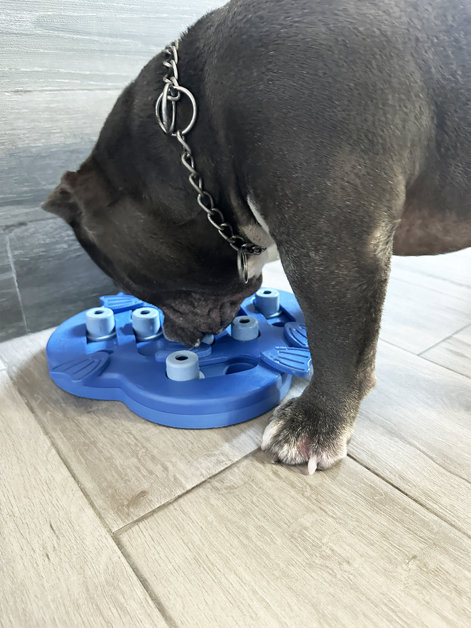 Juguete Interactivo de Premios para Perro, Juguete para Esconder Premios para Perro.
