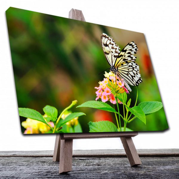 Cuadro Decorativo Canvas Paisaje de Mariposa Monarca Blanca de 120 X 60 cm.
