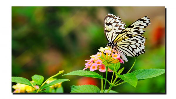 Cuadro Decorativo Canvas Paisaje de Mariposa Monarca Blanca de 120 X 60 cm.