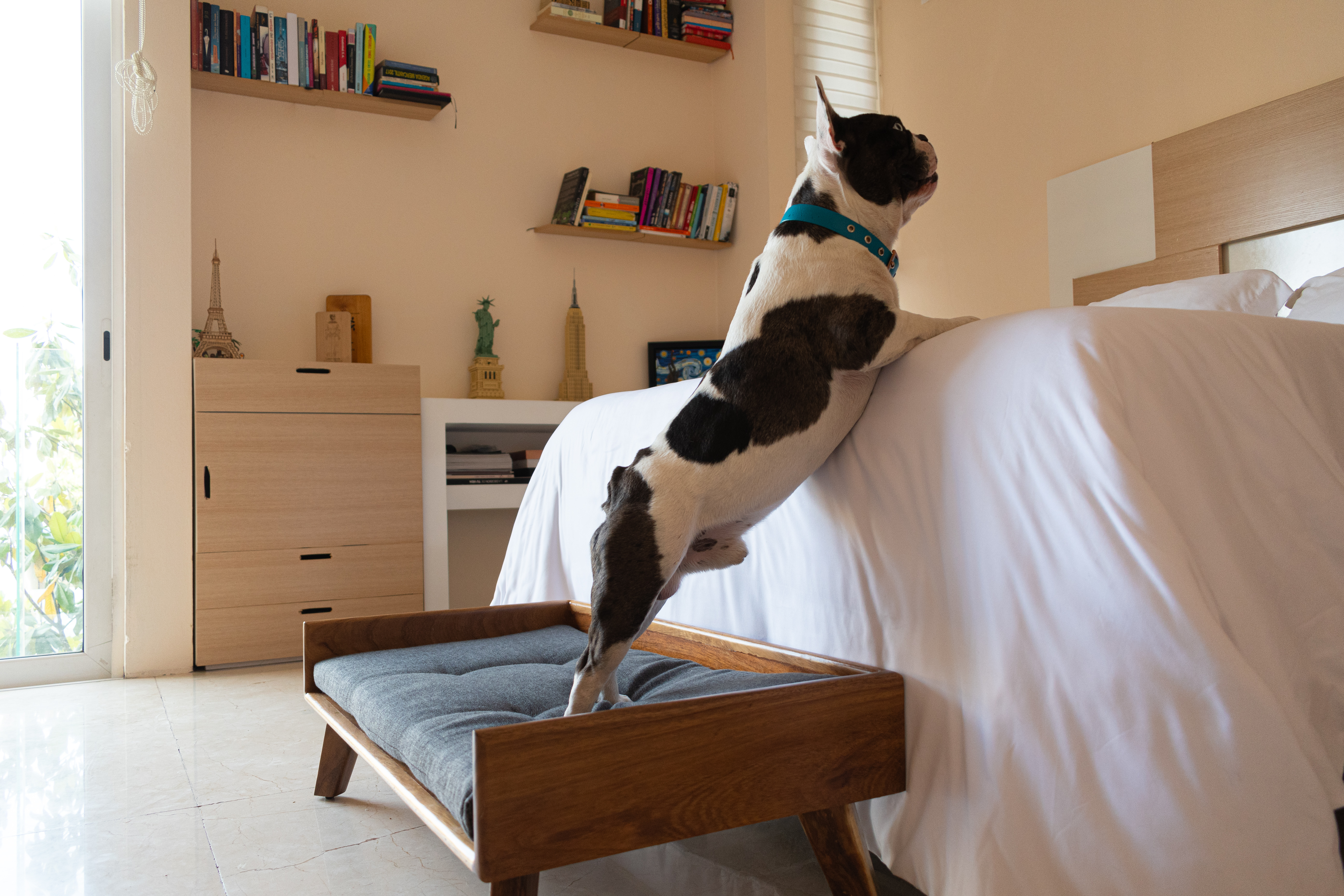 Cama para Perro | Fabricada en Madera de Parota Sólida | Cama con Cojín de Espuma de Poliuretano y Cubierta de Poliéster | Tamaño Chico | Cama Elevada