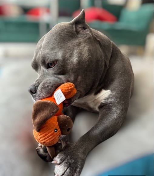 Correa Reflejante con Asa Acolchada y Juguete para Perro .