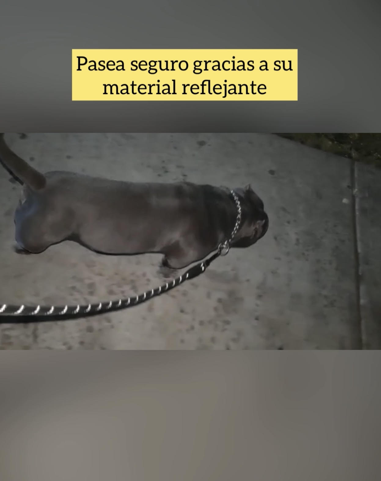 Correa Reflejante con Asa Acolchada y Juguete para Perro .