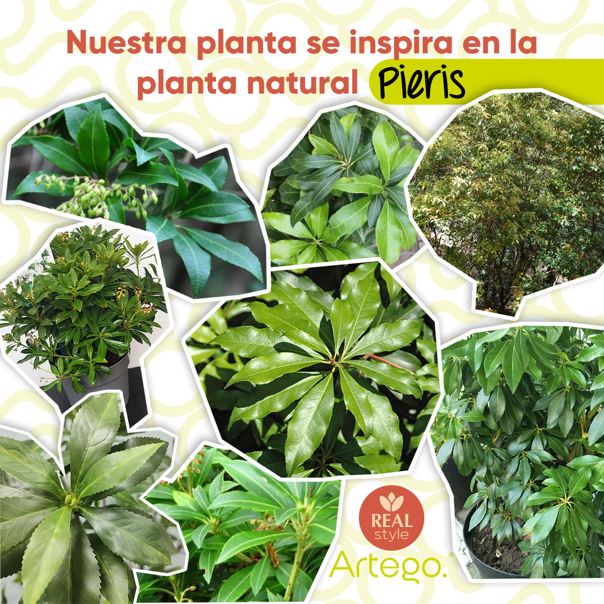 Planta artificial decorativa moderna con maceta Pieris grande de 170cm de alto Artego para hogar sala comercio oficina.