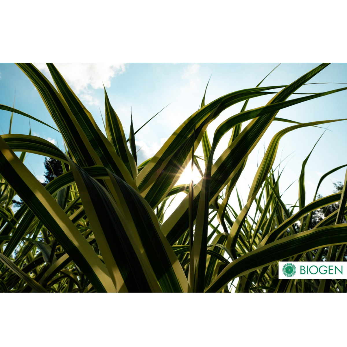 Descompactador De Suelos Biogen Terraflex 1lt.