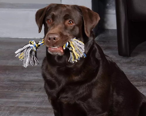 Juguetes Para Perros Hiperactivos 10 Unidades.