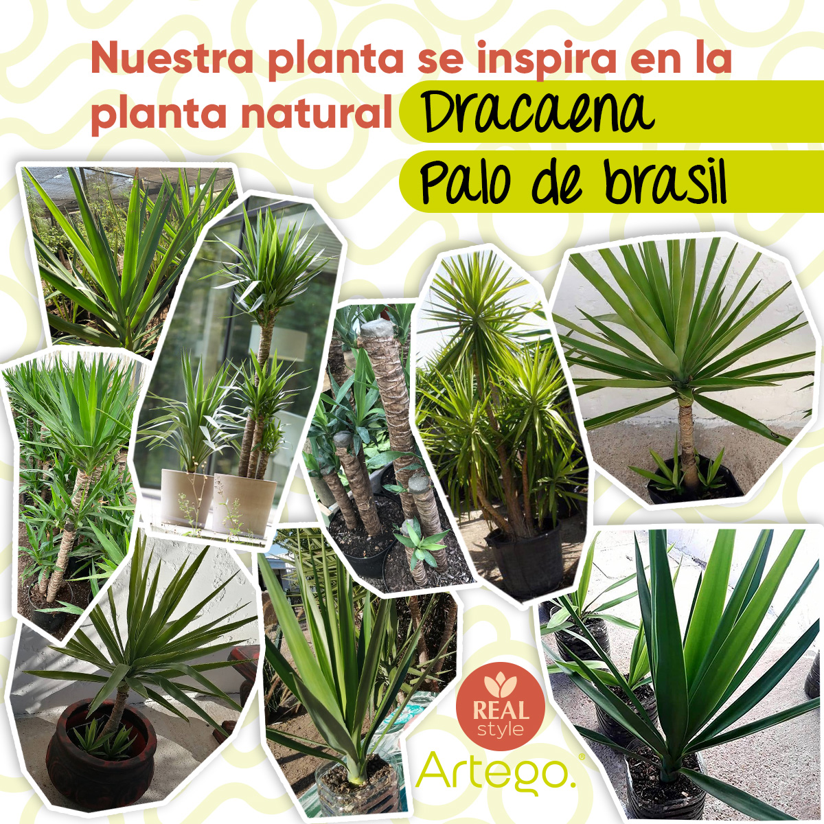 Planta artificial decorativa moderna con maceta Dracaena Palo de Brasil de 140cm de alto Artego para hogar sala comercio oficina.