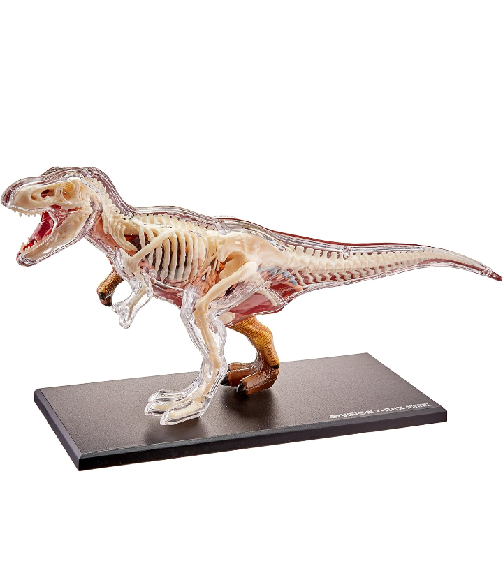 Modelo anatomía 3D dinosaurio T Rex.