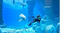  Endless Ocean Luminous - Nintendo Switch