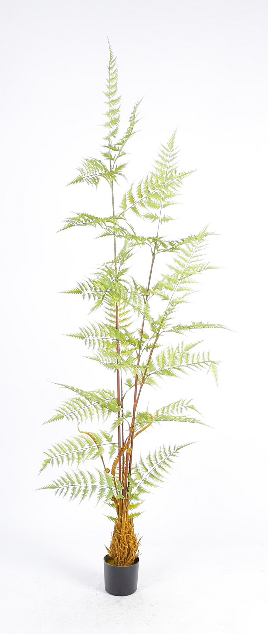 Helecho Decorativo Verde con Maceta Negra (Alto: 180cm)
