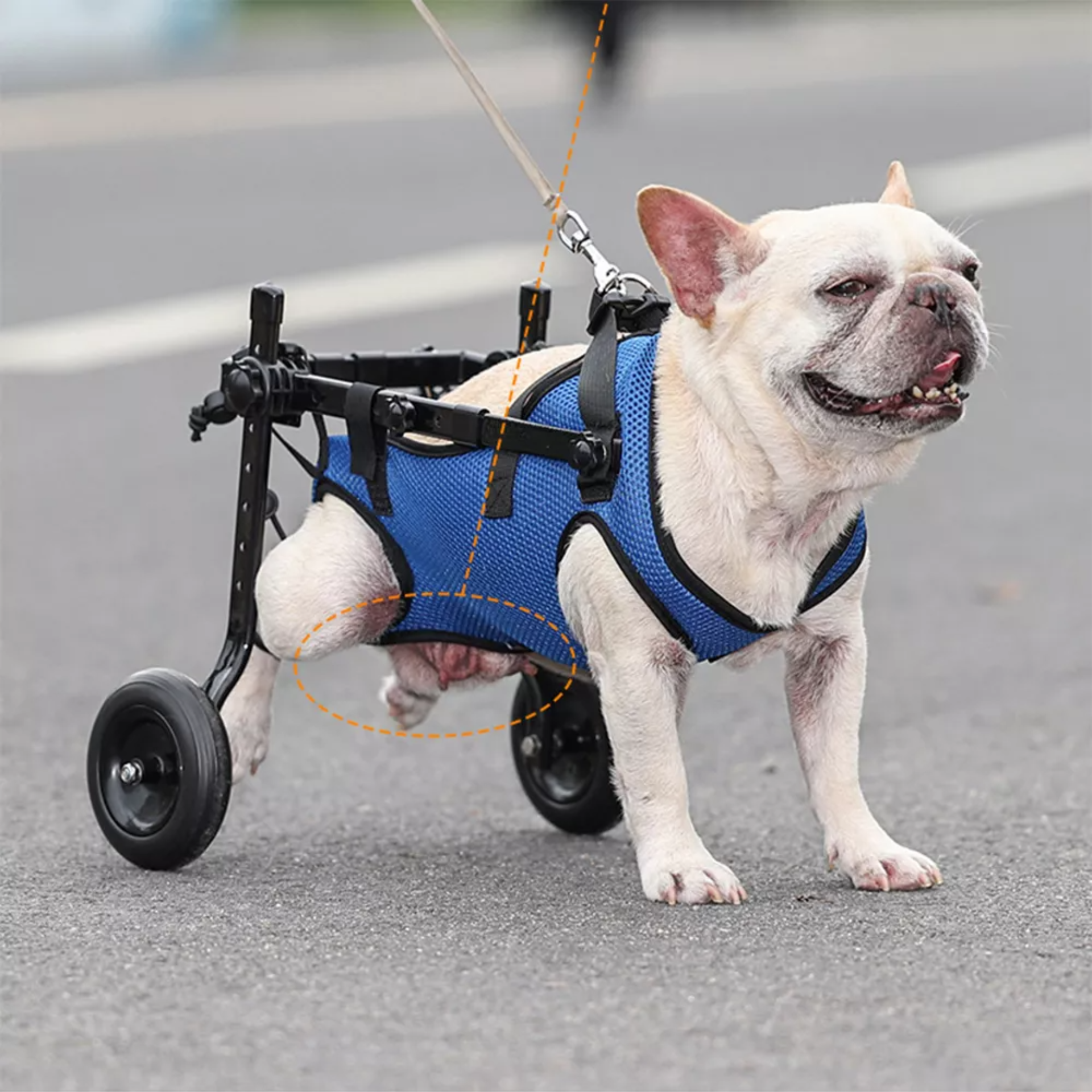 Silla De Ruedas Para Perros O Gatos Patas Traseras S Color Azul