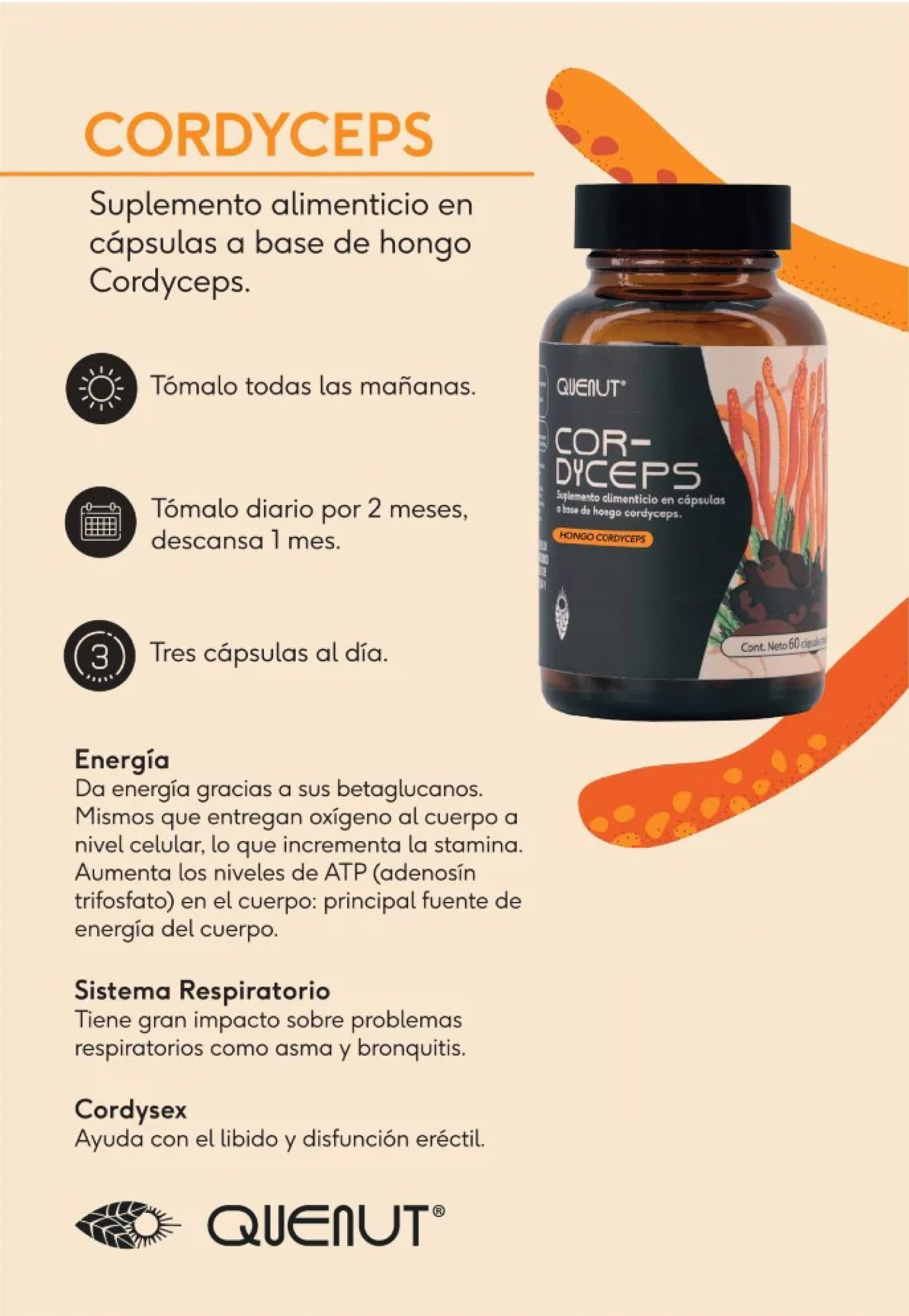Hongo Cordyceps 60 cápsulas veganas Quenut Adaptógenos 