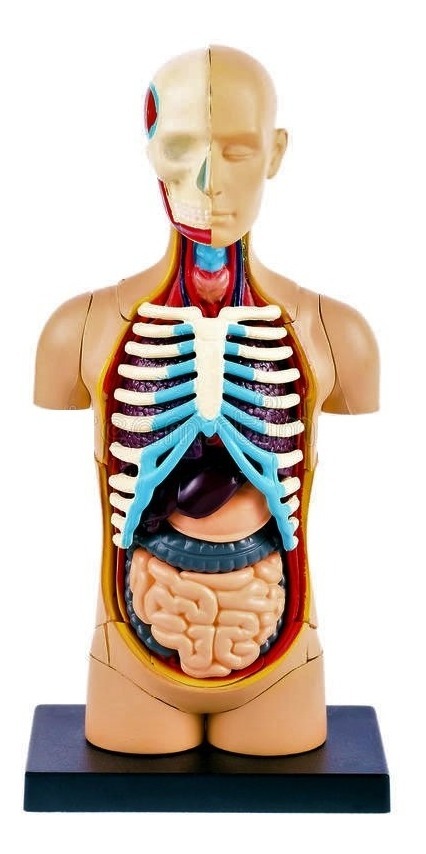 Modelo Anatomico De Cuerpo Humano 31 Piezas.