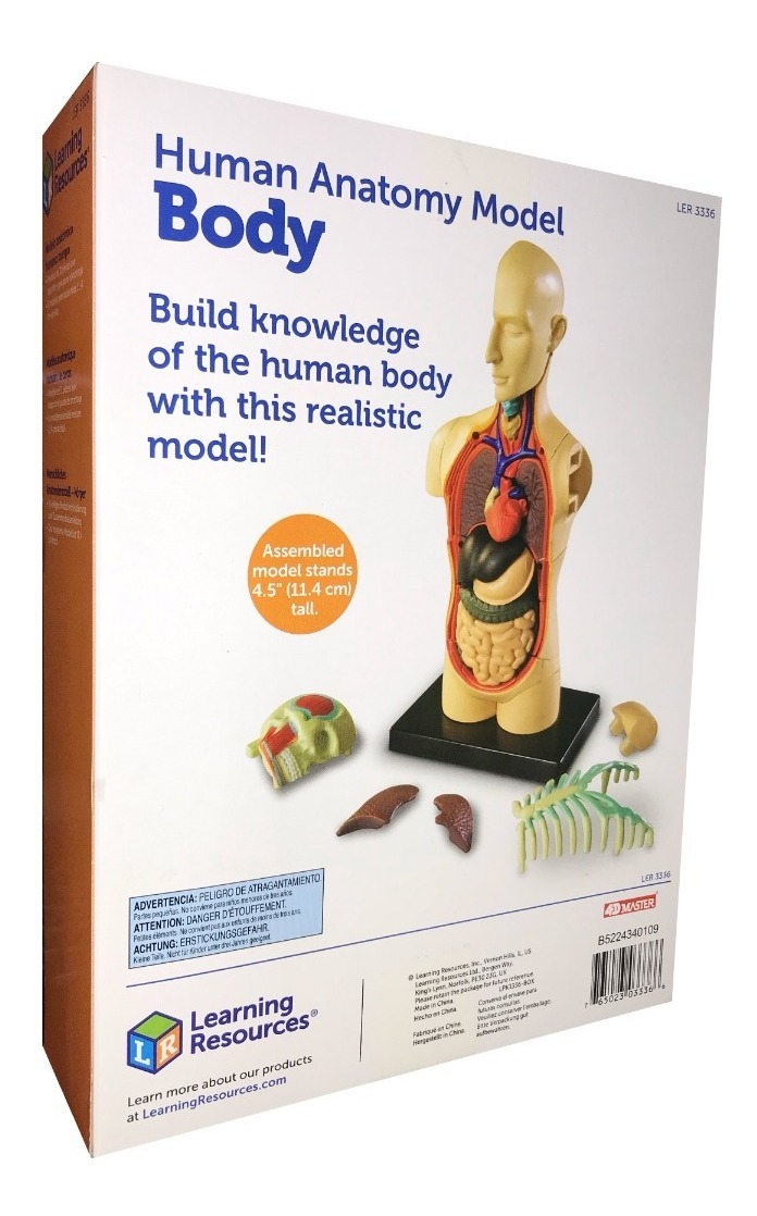 Modelo Anatomico De Cuerpo Humano 31 Piezas.
