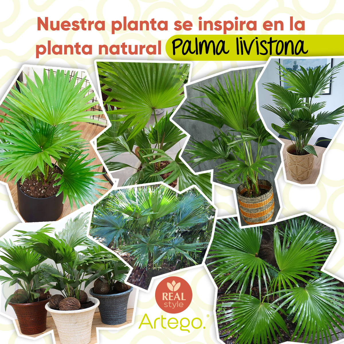 Planta artificial moderna con maceta decorativa Real Style Palma livistona grande de 180cm de alto Artego para hogar sala comercio oficina