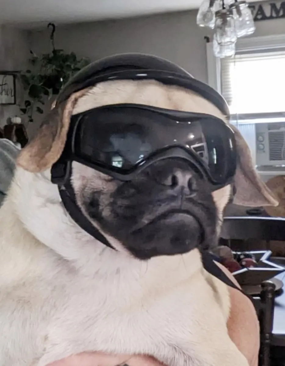 Casco Con Lentes Para Perro Pequeño A Mediano Para Moto