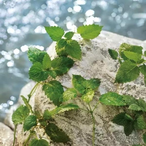 Dolce & Gabbana Light Blue Pour Homme, Eau De Toilette en spray, para hombres - 40 ml / 1,3 fl.oz