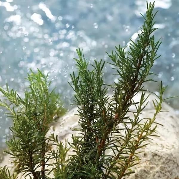 Dolce & Gabbana Light Blue Pour Homme, Eau De Toilette en spray, para hombres - 200 ml / 6,7 fl.oz