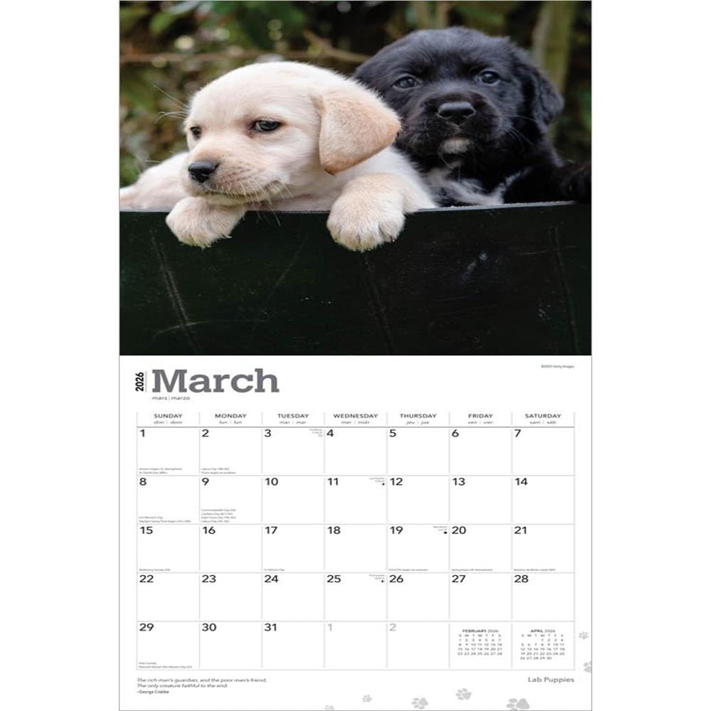 Calendario: Labrador Retriever Puppies 2026 Square Flap
